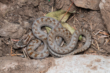 Reptiles de Marruecos

