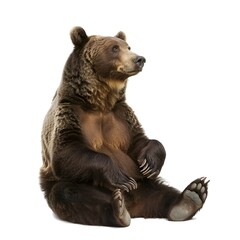 Fototapeta premium Grizzly Bear Sitting Calmly with Front Paws Resting on the Ground, Isolated on a White Background with Detailed Fur and Natural Lighting