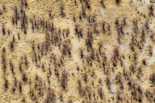 Aerial view of Mopane trees (Colophospermum mopane), prevented from normal growth as elephants continuously feed on them, Okavango Delta, Moremi Game Reserve, Botswana.
