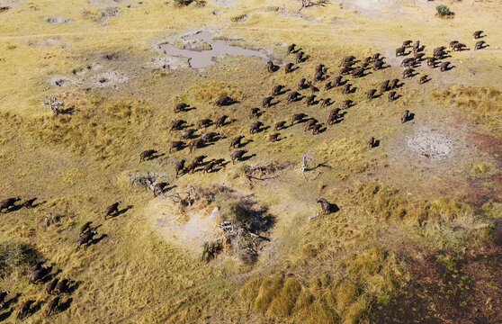 Aerial view of Cape Buffalo (Syncerus caffer caffer), roaming herd, the white birds are Cattle Egrets (Bubulcus ibis), Okavango Delta, Moremi Game Reserve, Botswana.
