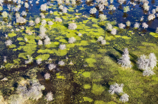 Aerial view of The predominantly Mopane trees (Colophospermum mopane), Okavango Delta, Botswana.
