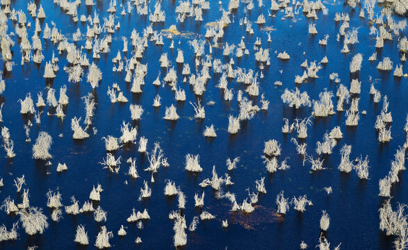 Aerial view of The predominantly Mopane trees (Colophospermum mopane), Okavango Delta, Botswana.