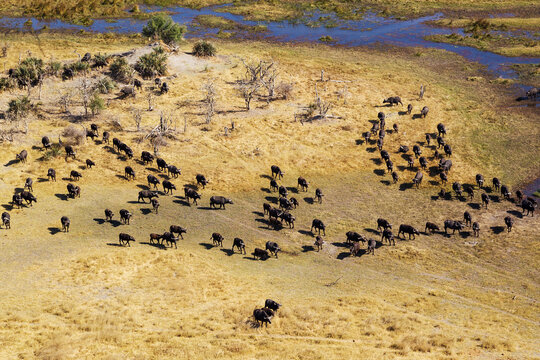 Aerial view of Cape Buffalo (Syncerus caffer caffer), roaming herd at the Gomoti River, aerial view, Okavango Delta, Moremi Game Reserve, Botswana.
