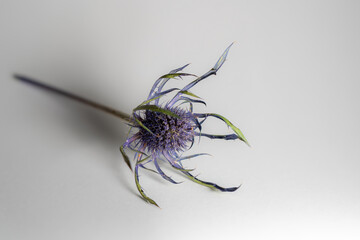 Wildflower Macro with Delicate Petals.
A detailed macro shot of a wildflower, highlighting the intricate textures of its petals and the delicate beauty of its spiky leaves.