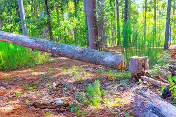 Forester saws large, old, damaged tree using chainsaw while performing sanitary pruning operation