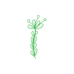 plant isolated on white