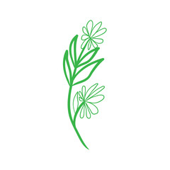 Fototapeta premium herbs isolated on white background