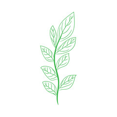 green leaves isolated on white