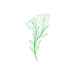 rosemary isolated on white background