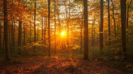 Golden Sunset Through Autumnal Forest