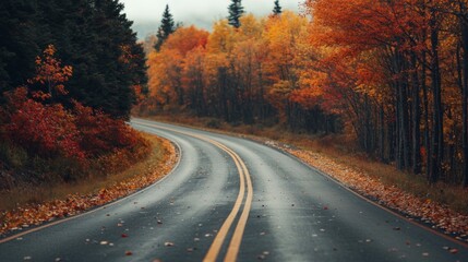 Fototapeta premium Winding Road Through Autumnal Forest