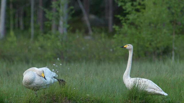 Whooper Swan, Cygnus cygnus, big white bird in the taiga lake in the summer forest, Kuhmo, Finland. Piar of swans in nature habitat. Euurope, wildlife nature. White birds in forest water.
