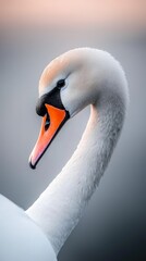 Obraz premium A tight shot of a swan's head wearing a triangular necklace, colored black and orange
