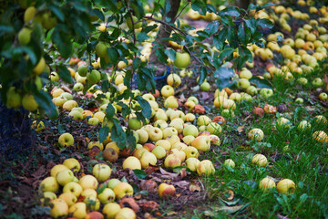 Yellow ripe organic apples in apple orchard or at farm.