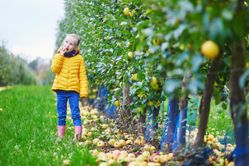 Adorable preschooler girl picking yellow ripe organic apples in orchard or on farm on a fall day.