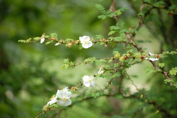tree blossom
