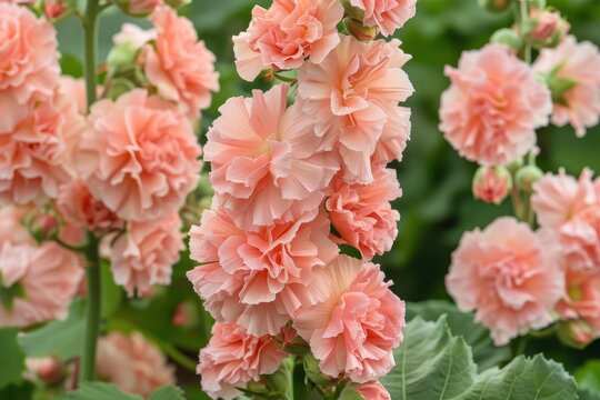 Alcea rosea Chater s Double Apricot features double apricot colored blooms