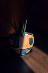  A vibrant potted plant illuminated by a sliver of sunlight, highlighting the colorful pot, set...