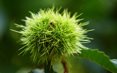 Erizo de castaña