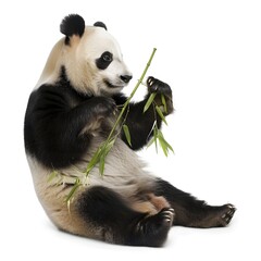 Naklejka premium Panda Sitting on Its Haunches, Eating a Bamboo Stalk with Intense Focus, Fur Texture Visible