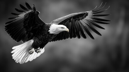  A bald eagle in flight, black-and-white image, wings sprawled extensively