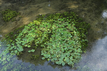 Plantes aquatiques dans une rivière