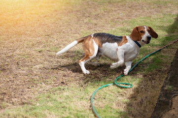 Funny beagle dog play run in grass meadow