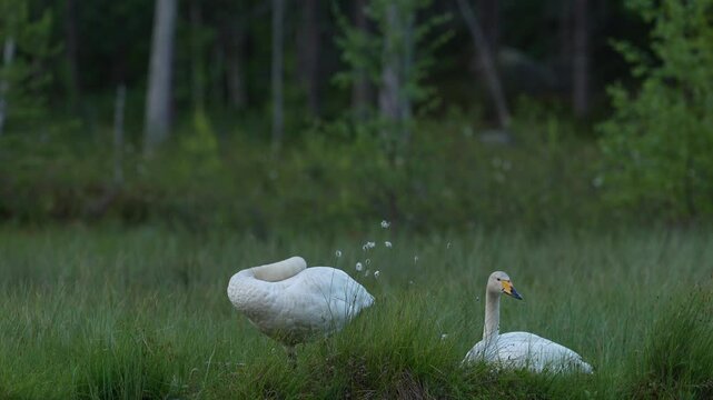 Whooper Swan, Cygnus cygnus, big white bird in the taiga lake in the summer forest, Kuhmo, Finland. Piar of swans in nature habitat. Euurope, wildlife nature. White birds in forest water.