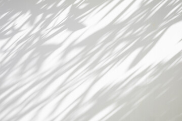 Abstract natural tree leaves shadow on white wall background