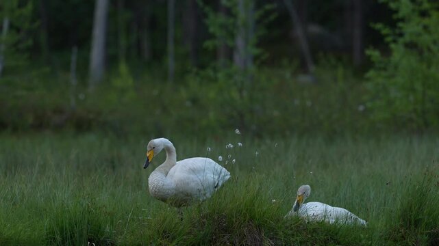 Whooper Swan, Cygnus cygnus, big white bird in the taiga lake in the summer forest, Kuhmo, Finland. Piar of swans in nature habitat. Euurope, wildlife nature. White birds in forest water.