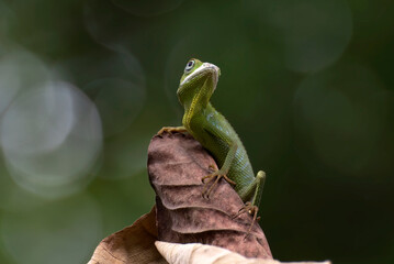 Maned forest lizard hanging on a dead leaf