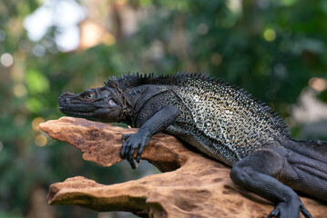 hydrosaurus celebensis, a sailfin dragon from sulawesi island