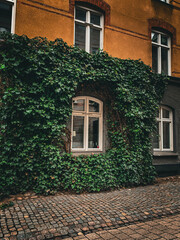 Window of an Old Building Covered in Green Ivy