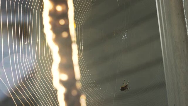 Timelapse of spider making web close-up