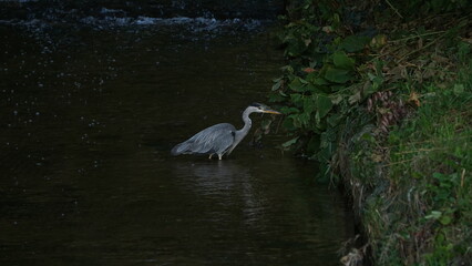 great blue heron