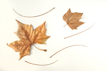 Dry autumn leaves on white background. Horizontal  photo