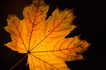Backlit yellow leaves on a black background. Horizontal photo.