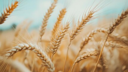 Fototapeta premium Close-up of wheat stalks swaying in the breeze, symbolizing the growth and resilience of agriculture.