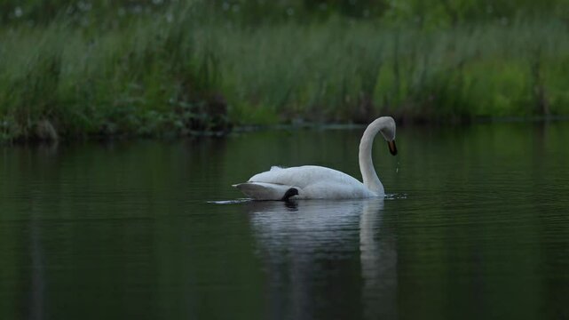 Whooper Swan, Cygnus cygnus, big white bird in the taiga lake in the summer forest, Kuhmo, Finland. Piar of swans in nature habitat. Euurope, wildlife nature. White birds in forest water.