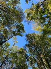nature therapy