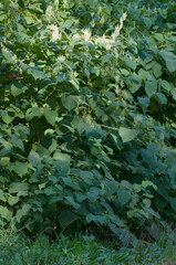 Reynoutria Sakhalin flowers in an autumh park