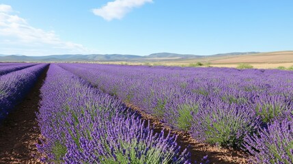 Obraz premium Rows of lavender blooming in a vast agricultural landscape, ready for harvest