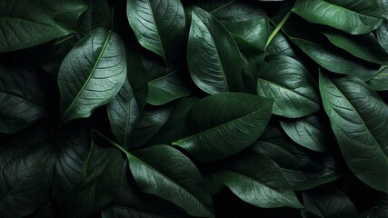 Obraz premium Dense overlapping dark green leaves with prominent veins
