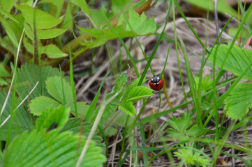 a ladybug is on the ground in the grass 