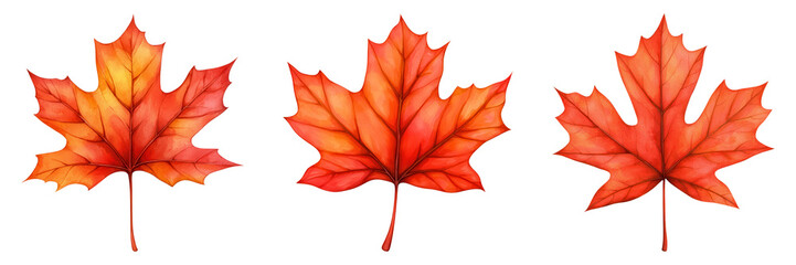 Three vibrant red maple leaves showcasing autumn colors, perfect for seasonal decor and nature-themed designs.