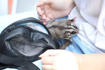 Two Sugar Gliders