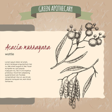 Wattle aka Acacia murrayana sketch on vintage paper background. Green apothecary series.