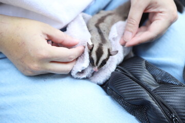 Two Sugar Gliders