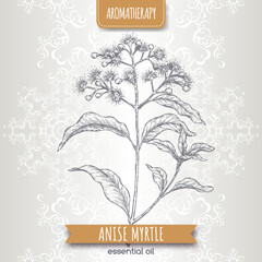 Anise Myrtle aka Syzygium anisatum sketch on elegant lace background.