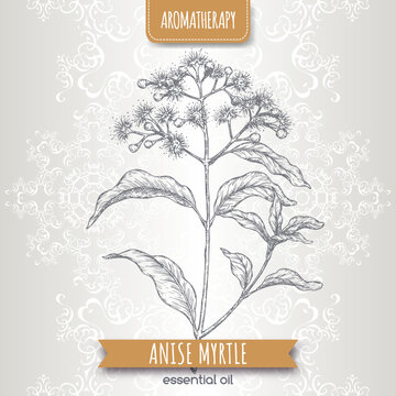 Anise Myrtle aka Syzygium anisatum sketch on elegant lace background.
